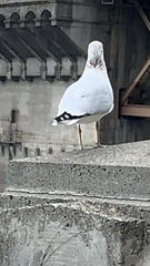 Larus delawarensis