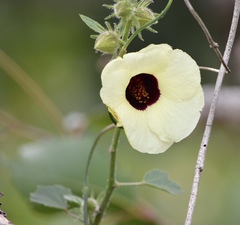 Hibiscus diversifolius