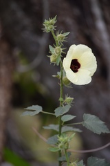 Hibiscus diversifolius