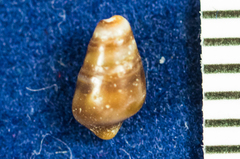 Pseudomelatomidae