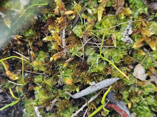 Moerckia flotoviana, 2025-07-03