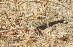 Acanthodactylus schreiberi