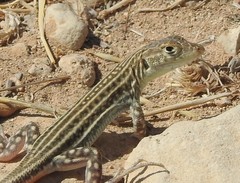 Acanthodactylus schreiberi