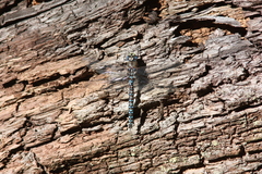 Rhionaeschna variegata