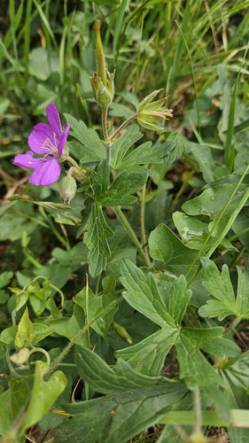 Oregon Crane's-bill (Geranium oreganum)