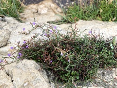 Limonium