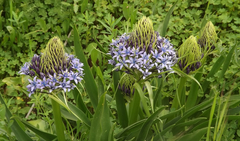 Scilla peruviana