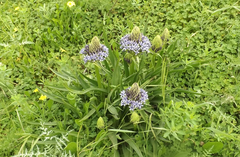 Scilla peruviana