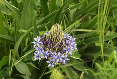 Scilla peruviana