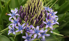 Scilla peruviana