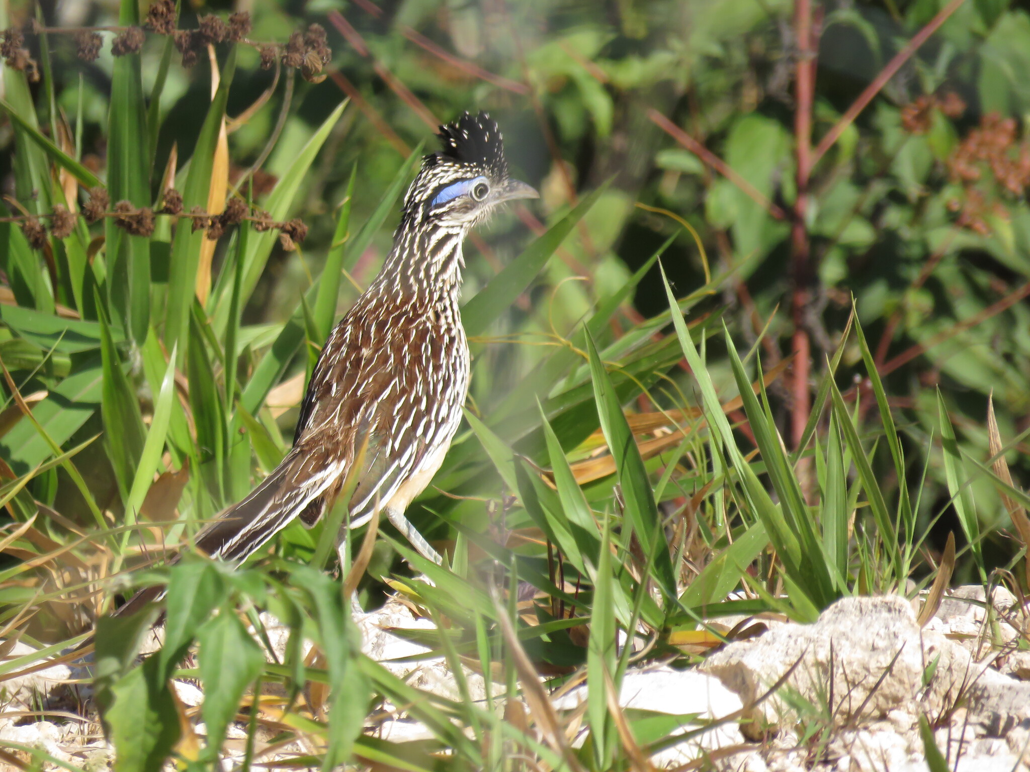 Lesser Roadrunner (Geococcyx velox), photo 8