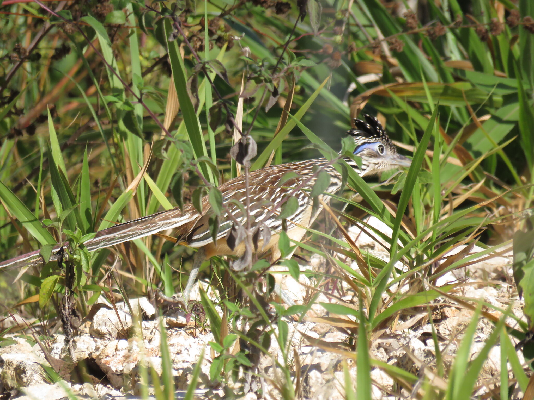 Lesser Roadrunner (Geococcyx velox), photo 9