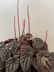 Peperomia caperata