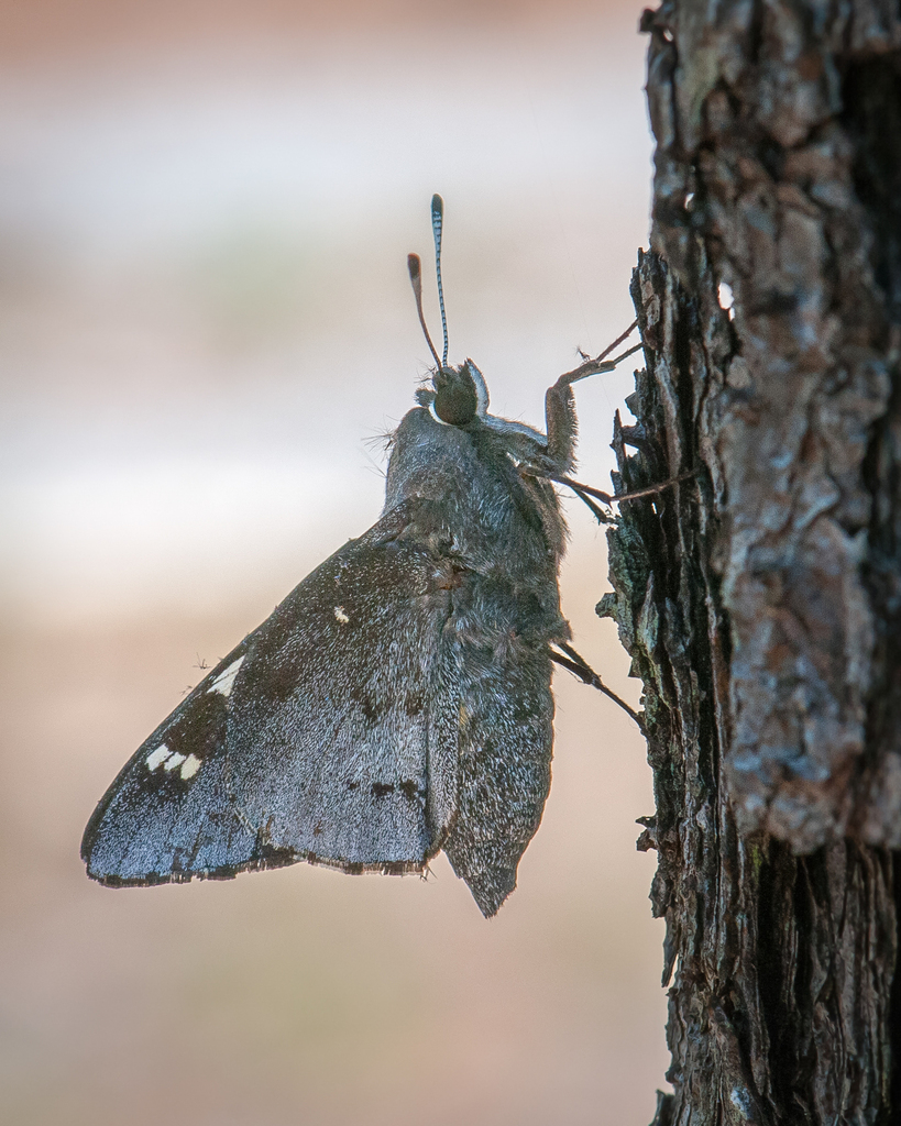 Cofaqui Giant-Skipper