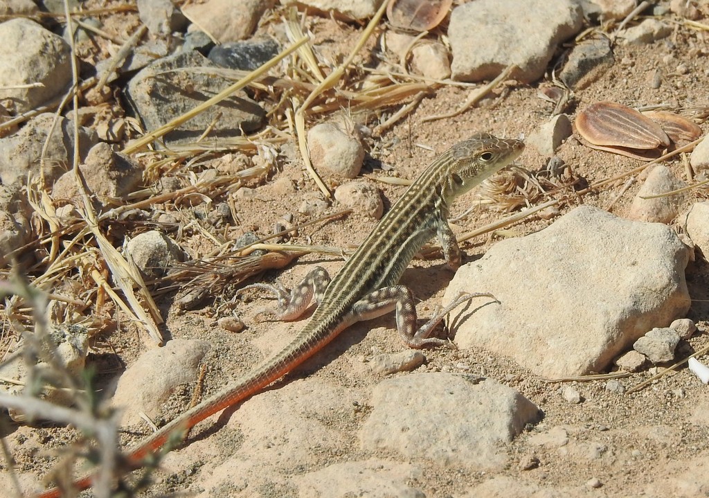 Schreiber's Fringe-fingered Lizard (Herpetofauna of Saudi Arabia ...