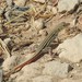 Schreiber's Fringe-fingered Lizard - Photo (c) Pedro Beja, some rights reserved (CC BY-NC), uploaded by Pedro Beja