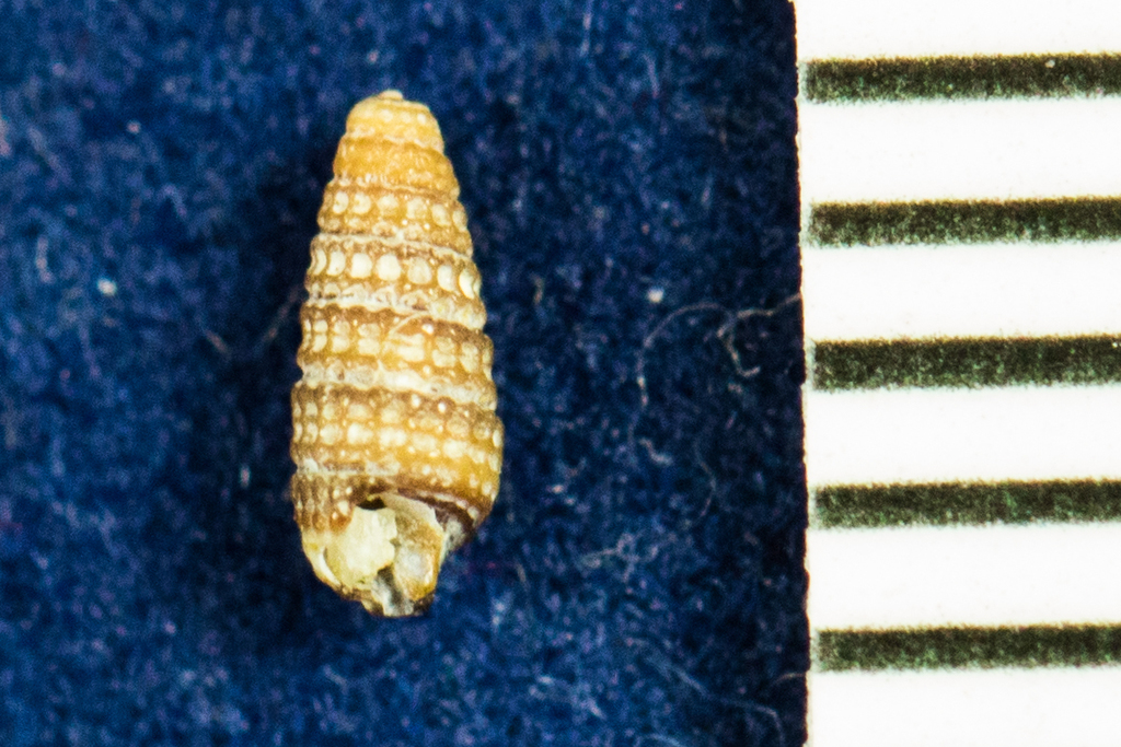 Triphora pedroana