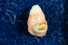 Phasianellidae
