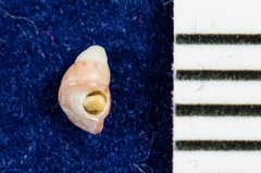 Phasianellidae