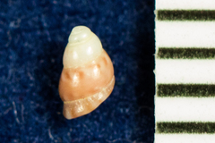 Phasianellidae