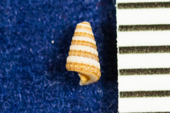Triphora catalinensis