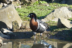 Branta ruficollis