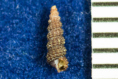Metaxia convexa