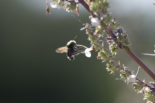 iNaturalist observation photo of Yellow-faced Bumble Bee