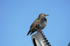 Sturnus vulgaris