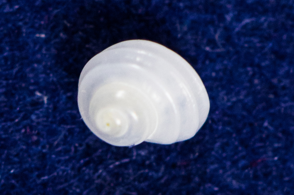 Skeneidae