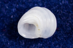 Parviturbo acuticostatus