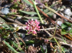 Trifolium hybridum