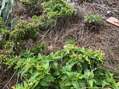 Mirabilis jalapa