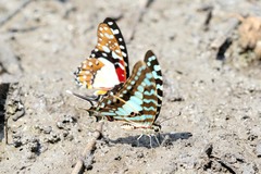 Graphium antheus