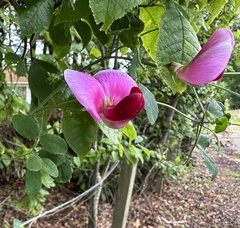 (c) Scott Shanks, some rights reserved (CC BY) Lathyrus grandiflorus, photograph (c) Scott Shanks, some rights reserved (CC BY)