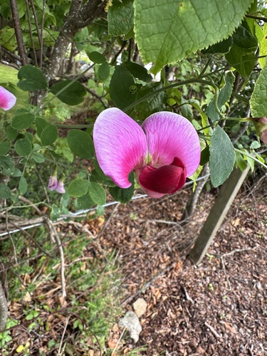 Lathyrus grandiflorus, photograph 2