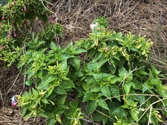 Mirabilis jalapa