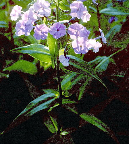 Phlox maculata 3