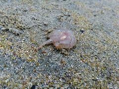 Halieutichthys
