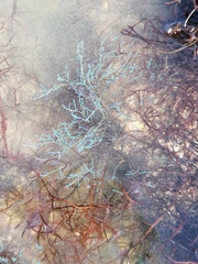 Chondria