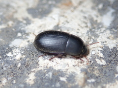 Crypticus gibbulus
