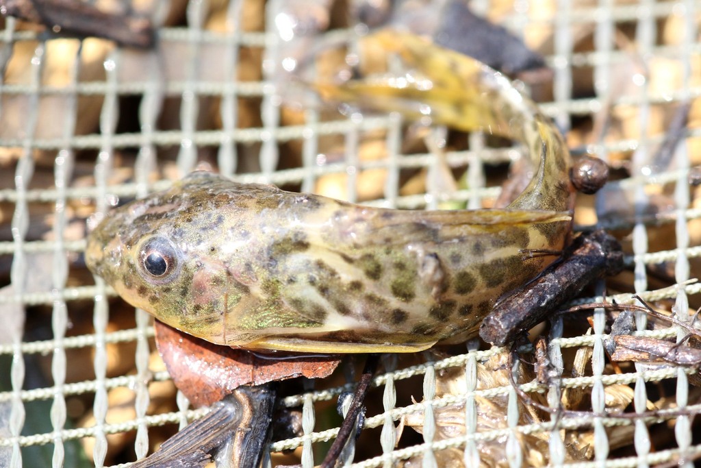 Fuelleborn's squeaker (Synodontis fuelleborni) — Mochokidae