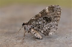 Stamnodes gibbicostata