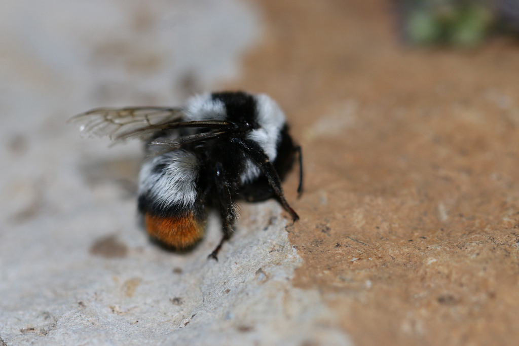 Bombus incertus