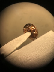 Amphicrossus ciliatus