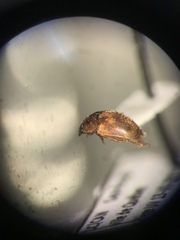 Amphicrossus ciliatus