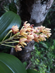 Dendrobium gracilicaule