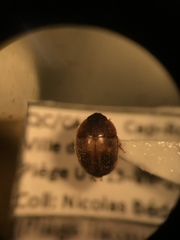 Amphicrossus ciliatus