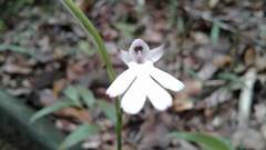 Cynorkis fastigiata