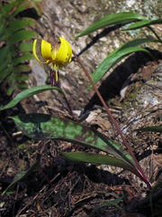 Erythronium umbilicatum